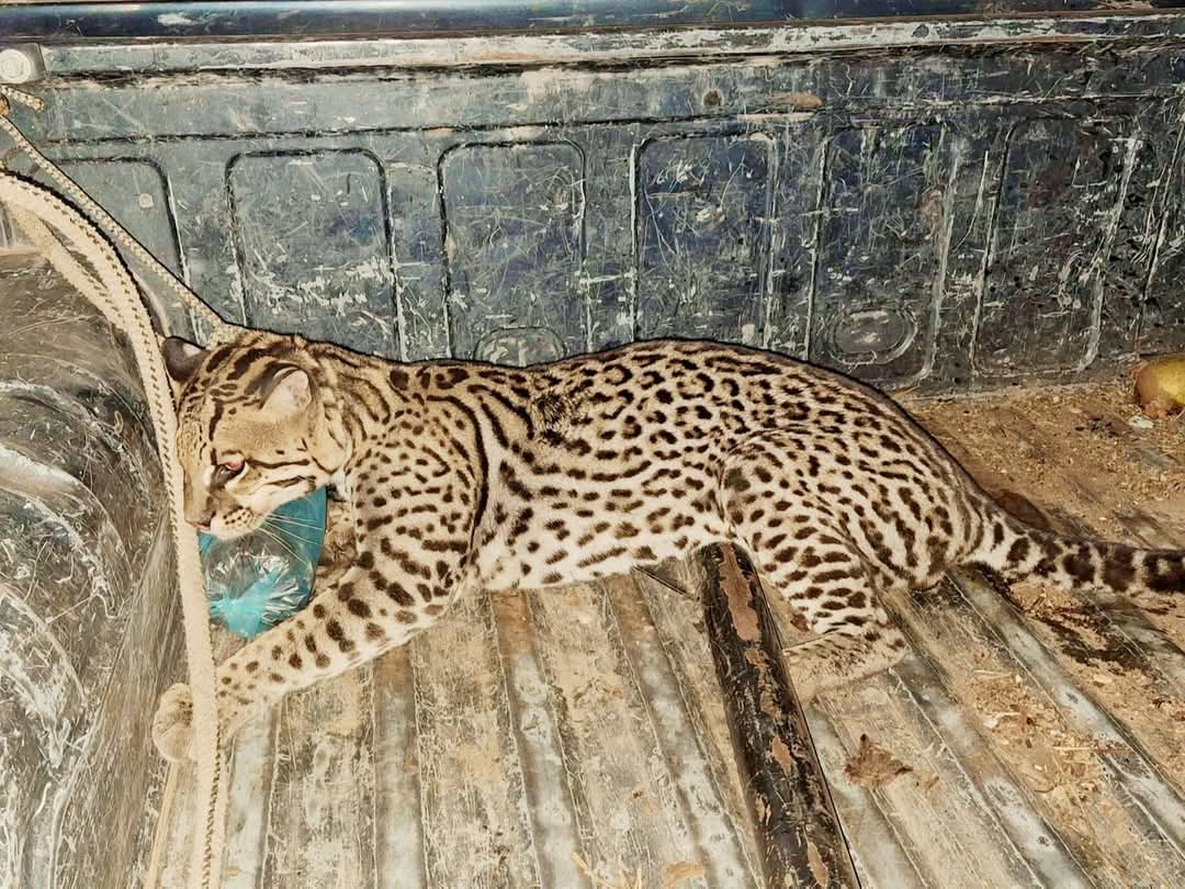 RESCATAN UN GATO OCELOTE EN ALIJILÁN