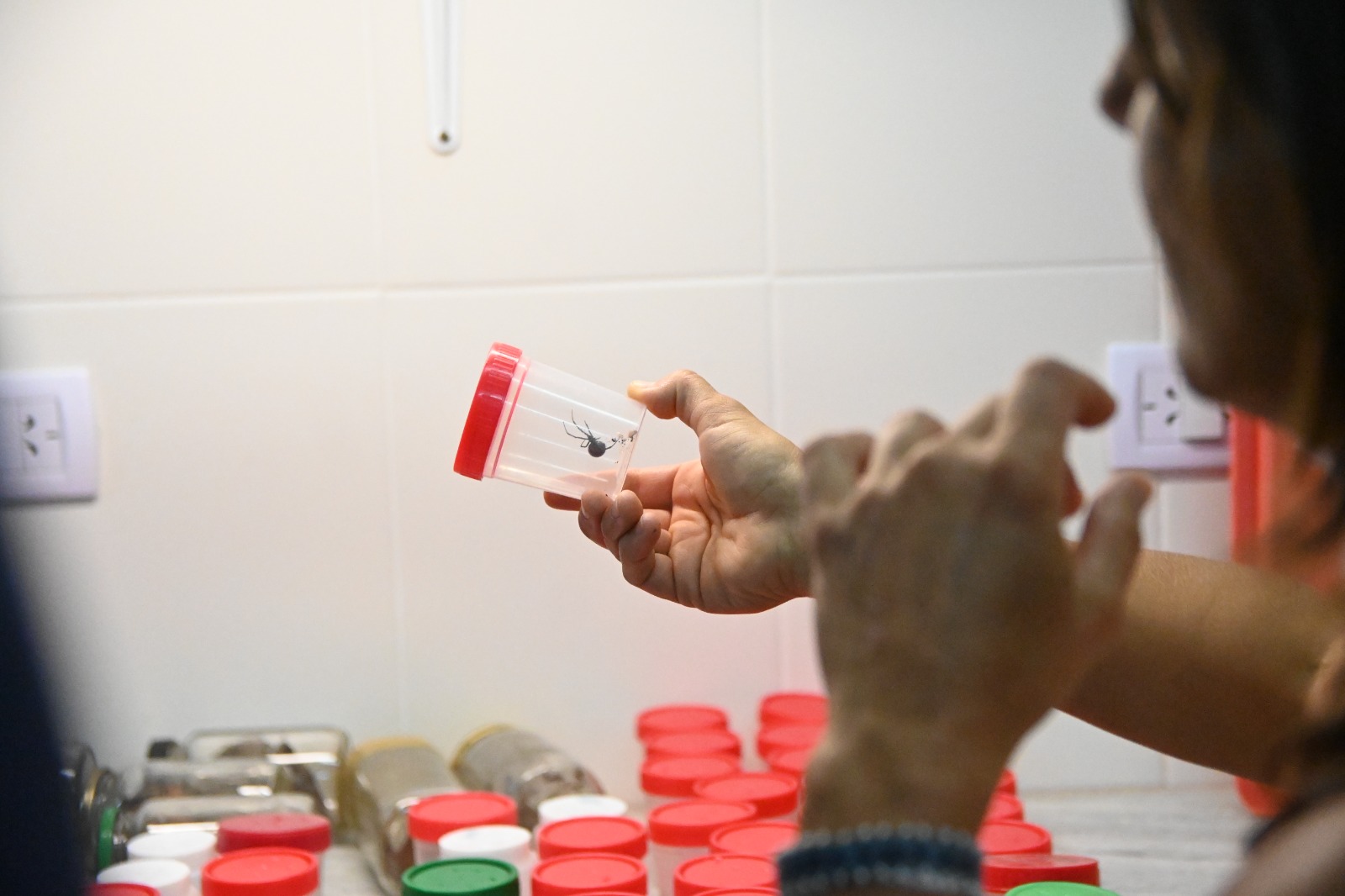 Salud trabajó en la captura de alacranes y arañas para la realización de sueros